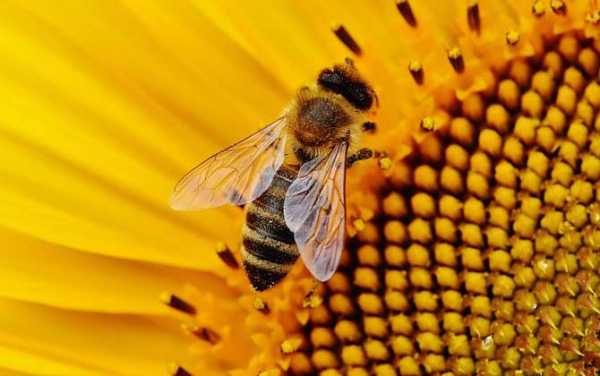 蜜蜂最适宜的温度-蜜蜂最适宜温度是多少