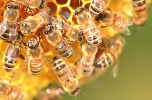 为什么蜜蜂酿蜜不为己食 蜂蜜为什么酿蜜