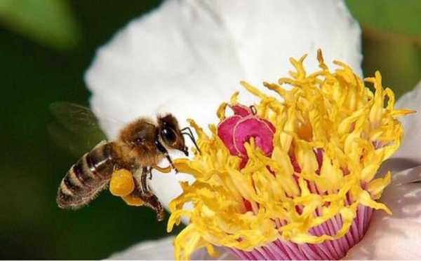 蜜蜂吃的什么花粉产的蜜比较好 蜜蜂采什么花粉有毒