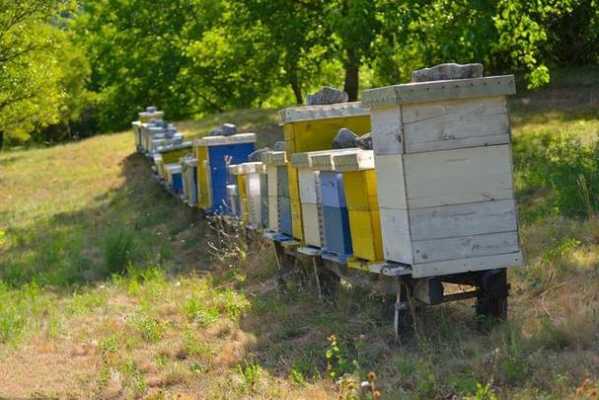 新的蜜蜂箱要怎么消毒