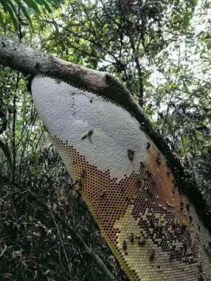 野蜂蜜一般多少钱一斤 野蜂蜜售价多少一斤
