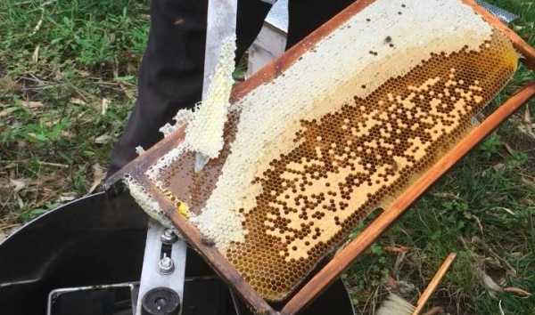  怎么刮蜜不会跑蜂「怎么割蜂蜜不被叮?」