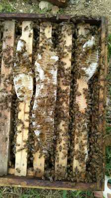 一个蜂巢有几只雌蜂 一个巢框有多少蜜蜂