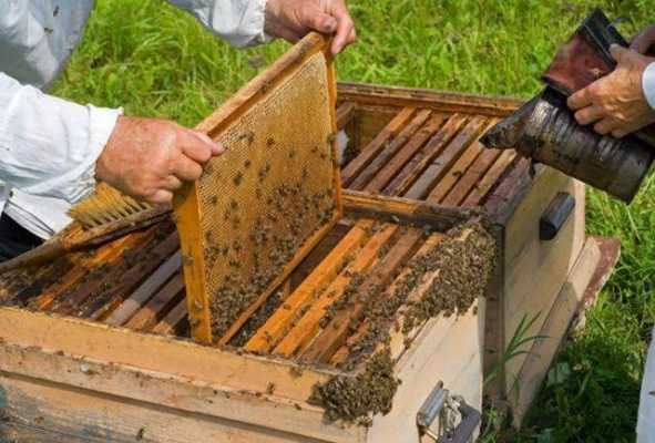 中蜂缺蜜应该如何补喂