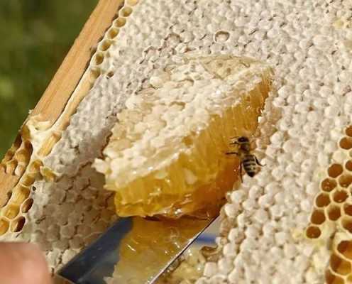 蜂巢蜜怎么把蜂蜡弄出来 蜂巢蜜怎么把蜂蜡分开