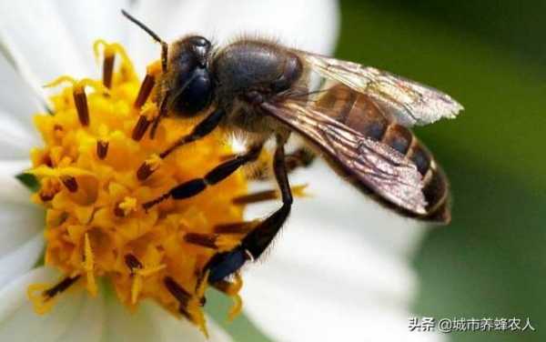 四川养蜜蜂有什么蜜源植物,四川适合养什么品种的蜜蜂 