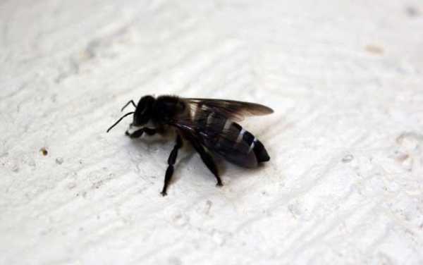 蜜蜂中黑蜂多是什么原因（蜜蜂中的黑蜂是干嘛的）