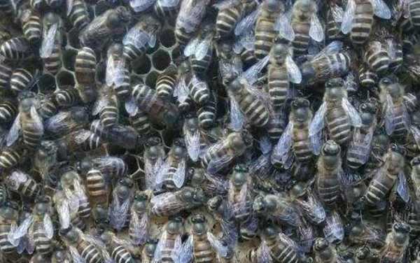 中蜂双王养蜂技术