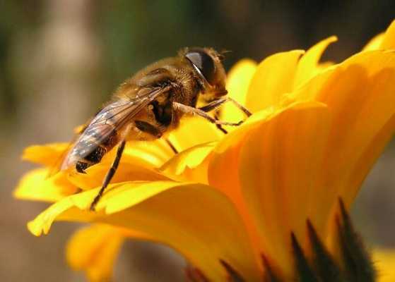  蜜蜂怎么冶皮夫病「蜜蜂怎么治好得快」