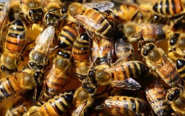 中华蜜蜂饲喂意大利蜜蜂的行为属于什么行为