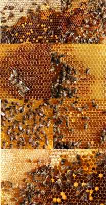 蜂巢里面有多少种蜜蜂