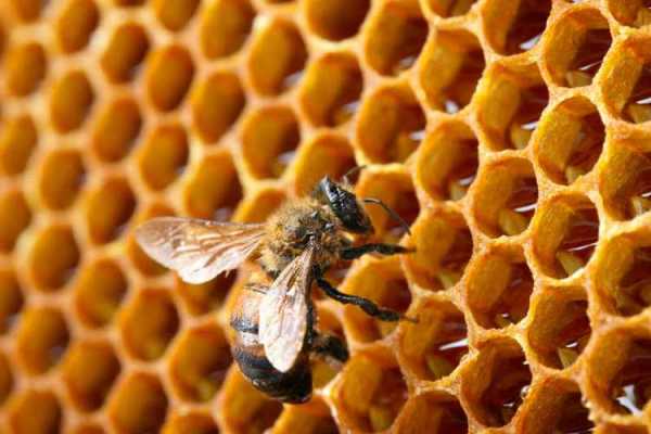 蜂巢里面有多少种蜜蜂