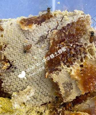 蜂巢蜜是什么蜜蜂的