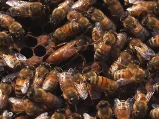 蜜蜂冬天耐多低温度是多少_蜜蜂冬天多少温度不出巢门