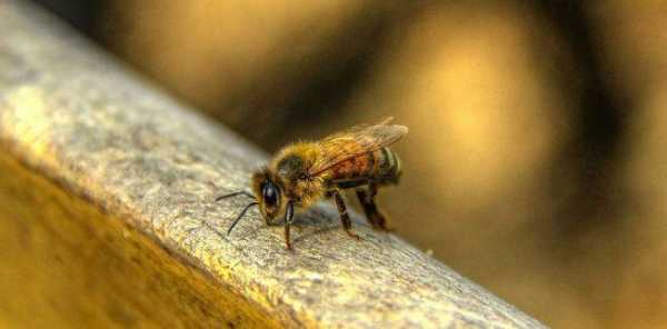 蜜蜂冬天耐多低温度是多少_蜜蜂冬天多少温度不出巢门