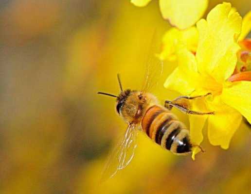蜜蜂出房多少天试飞-蜜蜂从出房到采蜜需要多少天