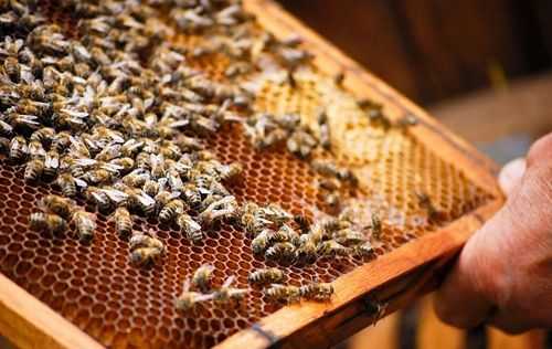  养中蜂要注意什么「养中蜂的基础知识」