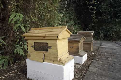 用什么东西沼蜂子进箱_蜂箱用什么吸引蜜蜂