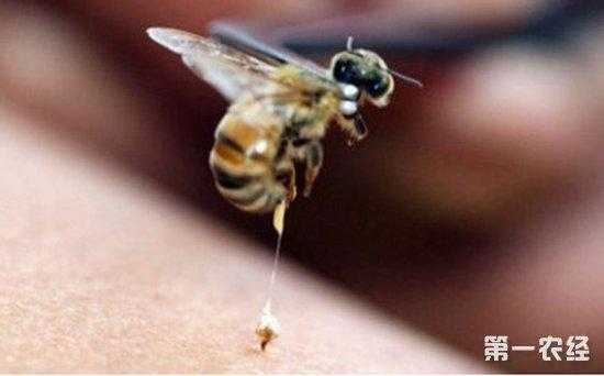 蜜蜂吃了农药怎么处理,蜜蜂吃了农药怎么处理好 
