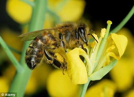 蜜蜂吃了农药怎么处理,蜜蜂吃了农药怎么处理好 