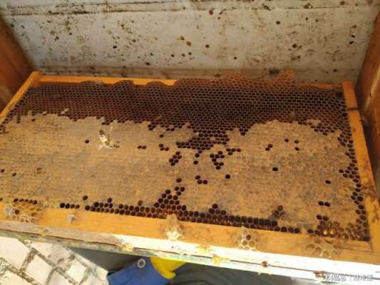 一箱蜜蜂一次产多少蜜 一箱蜜蜂产蜂蜜多少