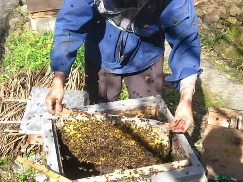  蜜蜂是怎么采集蜂蜜「蜜蜂是怎么采集蜂蜜的视频」