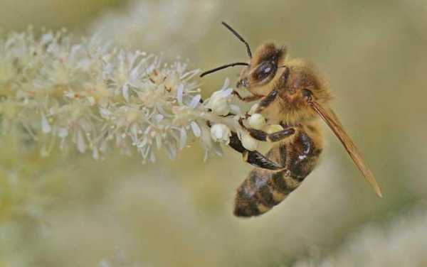 蜜蜂多少度过冬,蜜蜂几度会冻死 