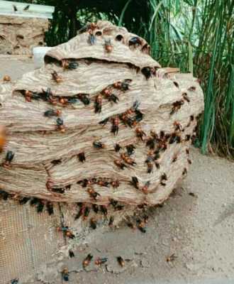 大黑蜂人工过冬技术 黑蜂怎么过冬