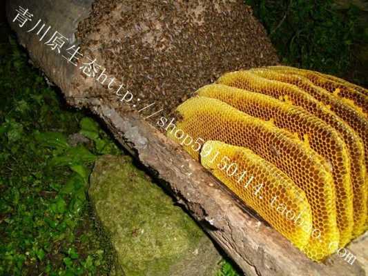蜂蜜蜂巢怎么形成的（蜜蜂巢是什么做成的）