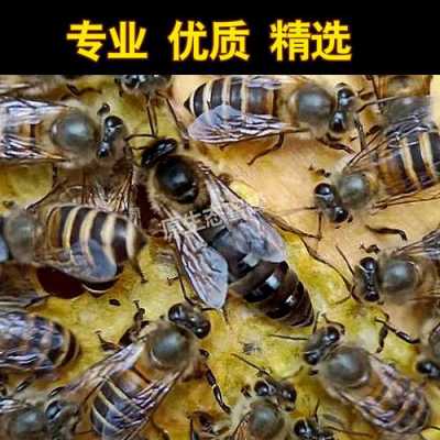 现代的中蜂蜂王多少钱一个_中蜂蜂王有多大