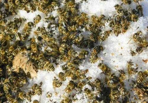 蜜蜂中毒用什么喷,蜜蜂中毒怎么救 