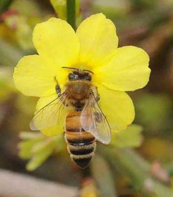 小蜜蜂是怎么采蜜的一句话