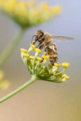 小蜜蜂是怎么采蜜的一句话