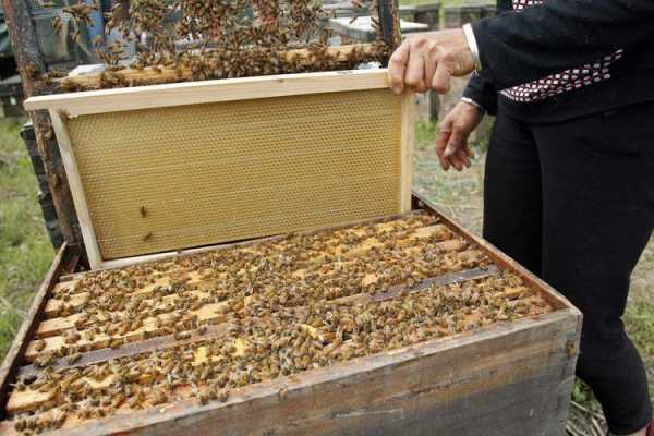 夏天养蜜蜂的技巧和方法