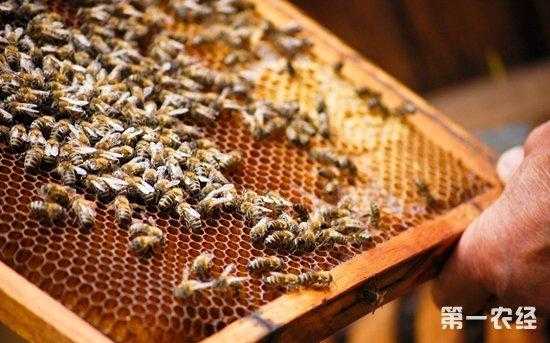 夏天养蜜蜂的技巧和方法