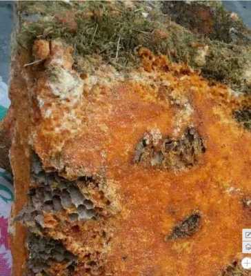 岩蜂蜜批发-岩蜂蜜多少钱一斤