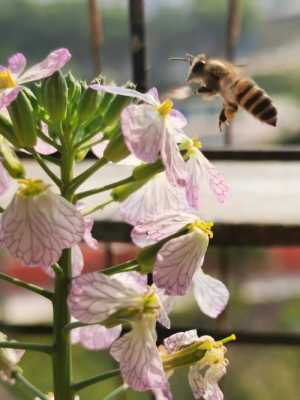 引诱蜜蜂什么季节,春季诱蜜蜂 