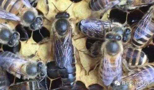 中蜂什么情况下会咬蜂王呢-中蜂什么情况下会咬蜂王