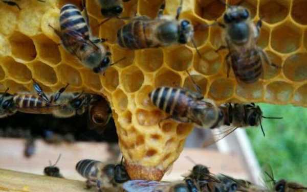  中蜂多少天才能好「中蜂多久可以取蜜」