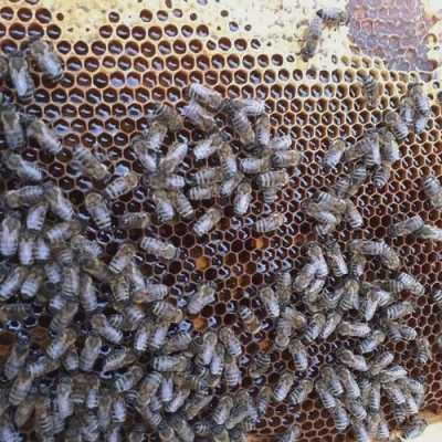 蜜蜂价格一窝多少钱一斤_一窝小蜜蜂多少钱