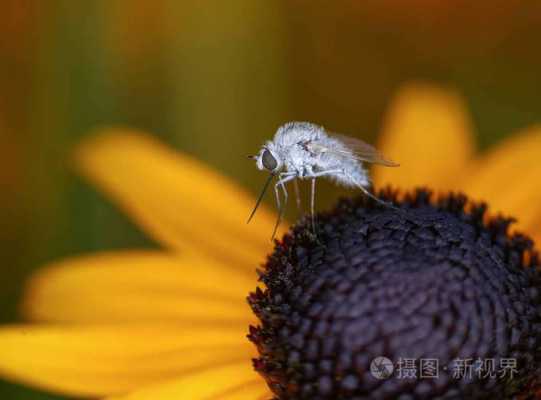  白色的蜜蜂是什么「白色的蜜蜂有毒吗」