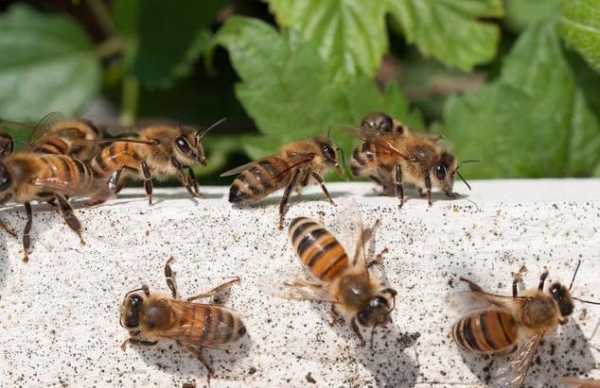 养蜂怎么预防虫害