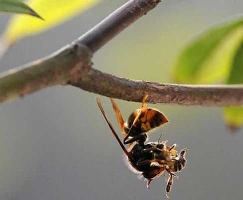 关于怎么样预防蜜蜂天敌胡的信息
