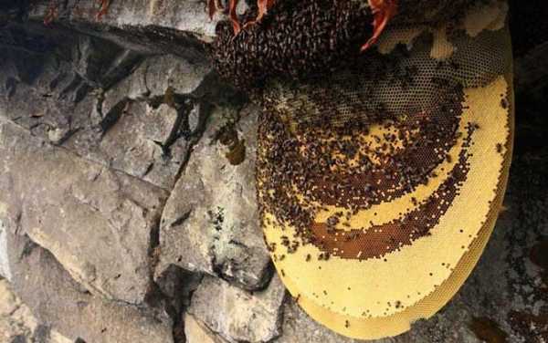 蜜蜂群出现大量黑蜂怎么办 蜜蜂群中的黑蜂是什么意思