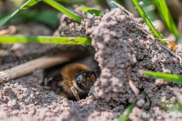 野生蜜蜂为什么会跑