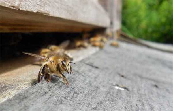 野生蜜蜂为什么会跑