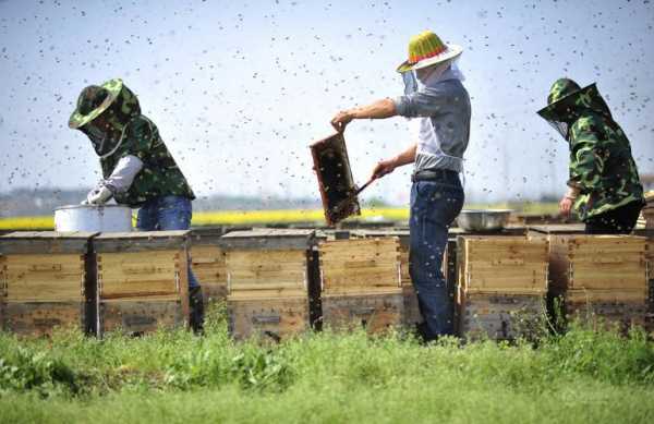 什么人不适合养蜜蜂-什么人可以养蜂