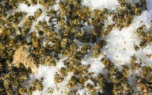 蜜蜂疾病-蜜蜂有病是什么原因