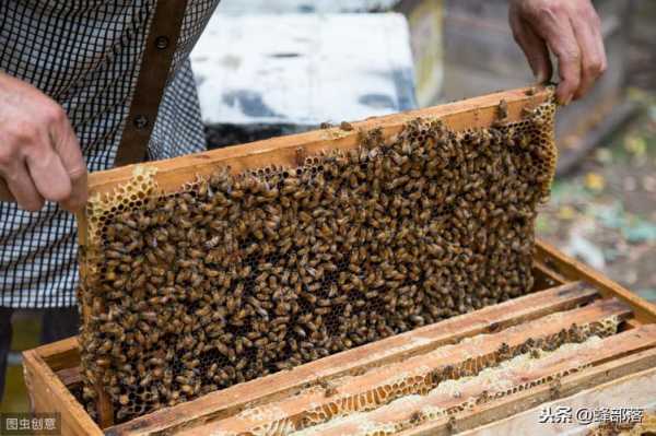  怎么养中蜂「怎么养蜂蜜蜂」