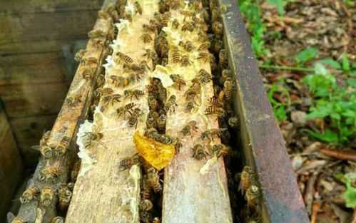  怎么养中蜂「怎么养蜂蜜蜂」